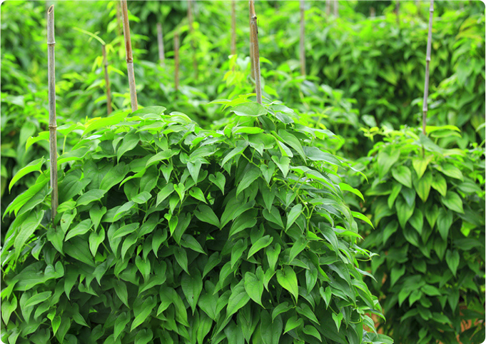 山药种植